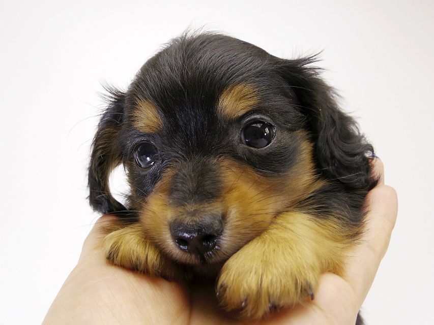 カニンヘン ダックスフンド 子犬 ブラックタン 男の子