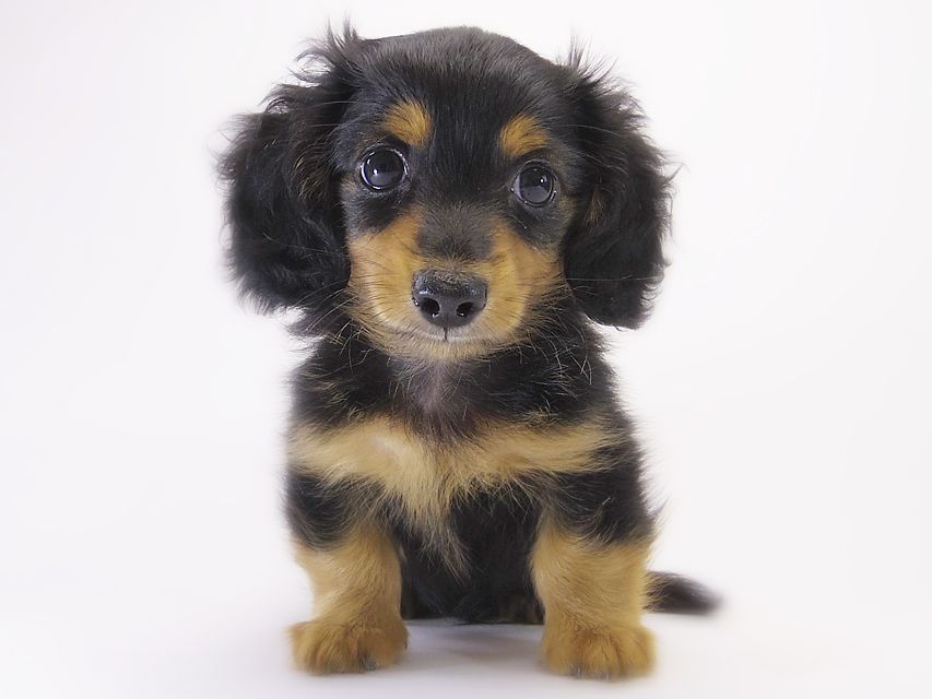 カニンヘン ダックスフンド コラムと武蔵の赤ちゃん ブラックタン男の子 カニンヘン ダックスフンド コラムと武蔵の赤ちゃん ブラックタン男の子