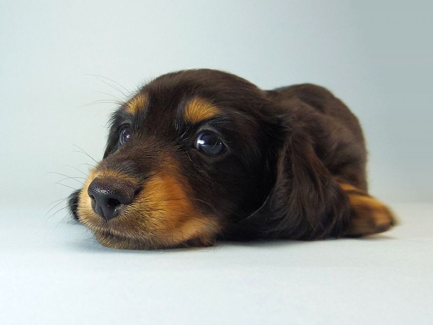 ミニチュアダックス エイドリアン & ジムの赤ちゃん 7/24生まれ