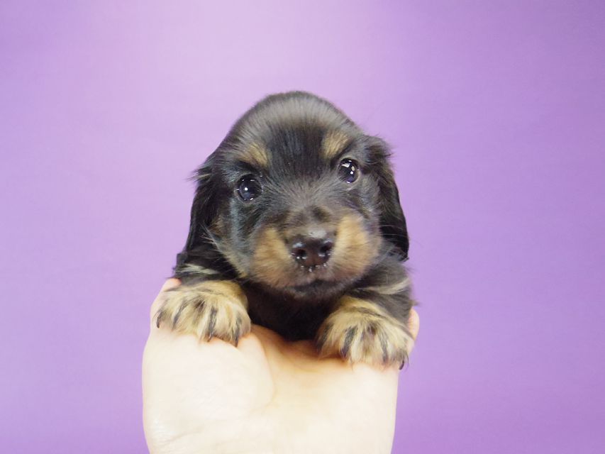 カニンヘン ダックスフンド レイ.s & 武蔵の子犬 ブラッククリーム 男の子