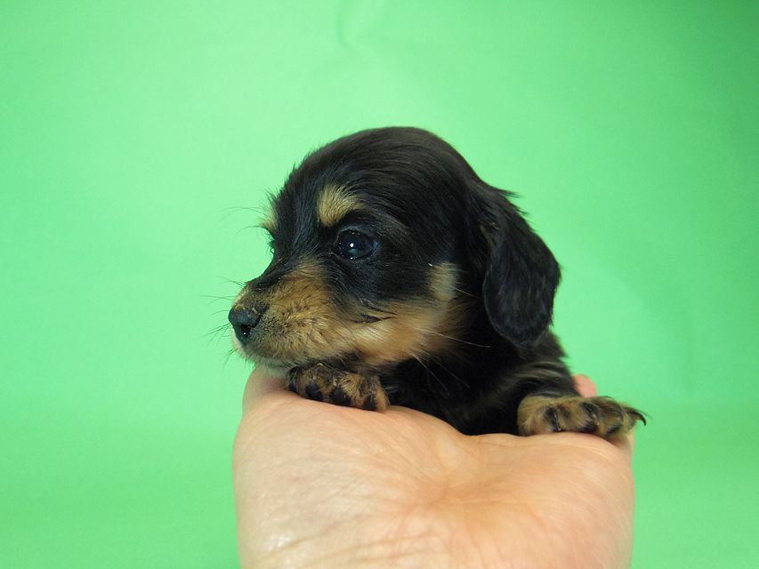 ダックスフンド カニンヘン SHELLY.mi & オスカルの子犬 ブラッククリーム 男の子007 ダックスフンド カニンヘン SHELLY.mi & オスカルの子犬 ブラッククリーム 男の子