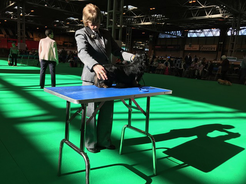 Crufts The World's Largest Dog Show | Events & Competitions007 Crufts The World's Largest Dog Show | Events & Competitions