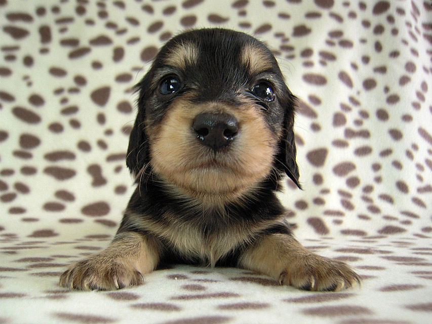 カニヘン 子犬 ブラクリ男の子 カニヘン 子犬 ブラクリ男の子