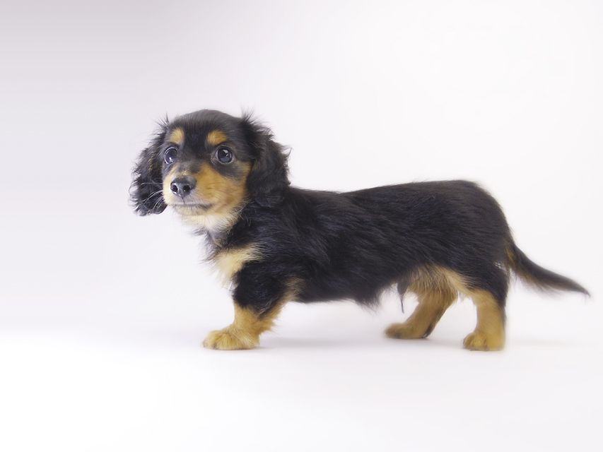 カニンヘン ダックスフンド コラムと武蔵の赤ちゃん ブラックタン男の子 カニンヘン ダックスフンド コラムと武蔵の赤ちゃん ブラックタン男の子