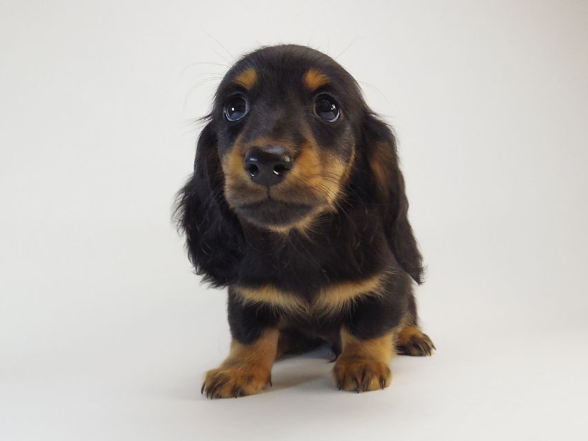 ダックスフンド カニンヘン ルヒィ & オスカルの子犬 ブラックタン 男の子