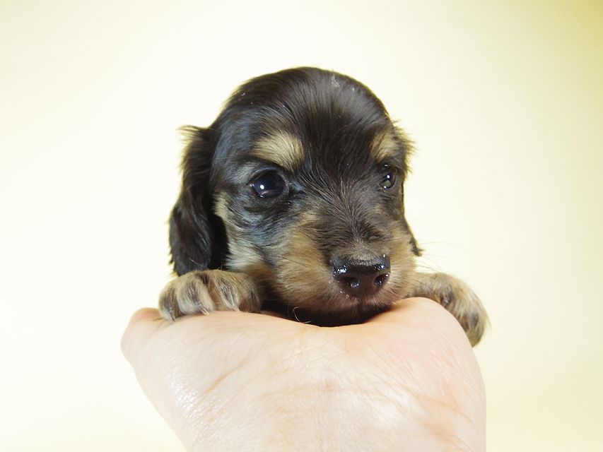 ダックスフンド あんず & クッキーの子犬 ブラッククリーム 男の子