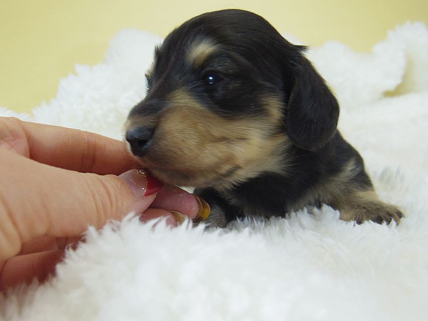 ミニチュアダックス シャーディー & オスカルの赤ちゃん ブラッククリーム 男の子
