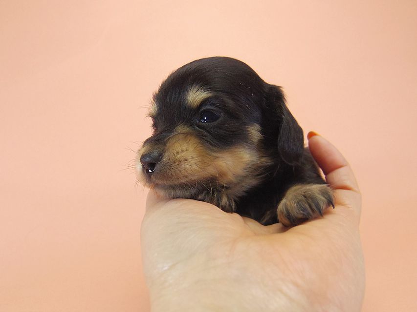 ダックスフンド カニンヘン SHELLY.mi & オスカルの子犬 ブラッククリーム 男の子008 ダックスフンド カニンヘン SHELLY.mi & オスカルの子犬 ブラッククリーム 男の子