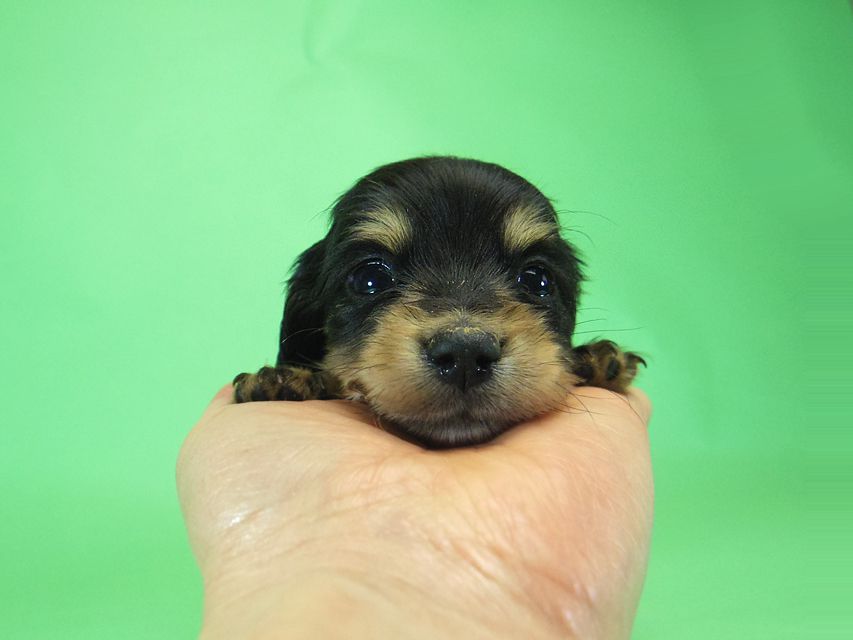 ダックスフンド カニンヘン SHELLY.mi & オスカルの子犬 ブラッククリーム 男の子008 ダックスフンド カニンヘン SHELLY.mi & オスカルの子犬 ブラッククリーム 男の子