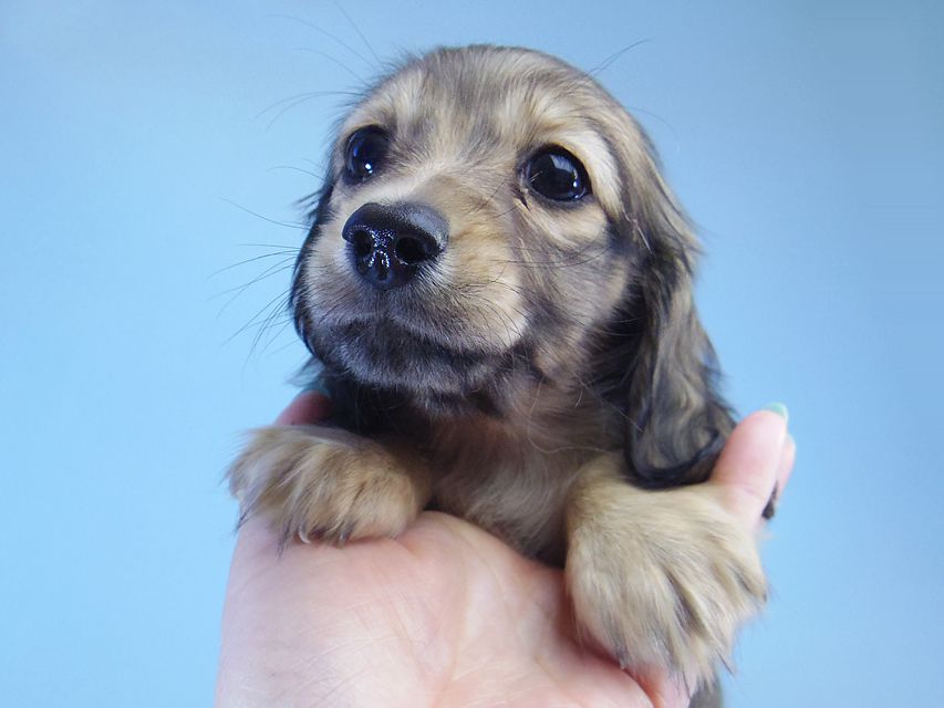 ダックスフンド マンドレ & ジムダンディの子犬 シェーデットクリーム 女の子