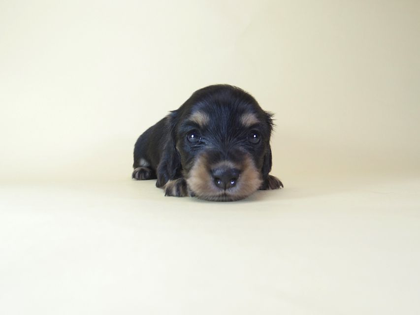 ダックスフンド わらび & アサヒの赤ちゃん ブラッククリーム 女の子①