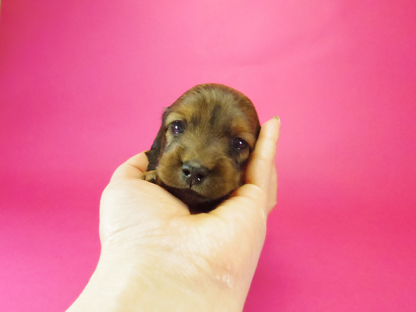 ダックスフンド クレア & ジムダンディの子犬 シェーデットレッド 男の子