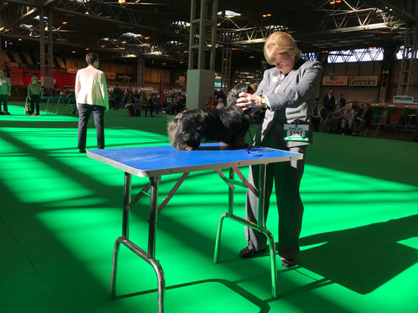 Crufts The World's Largest Dog Show | Events & Competitions008 Crufts The World's Largest Dog Show | Events & Competitions