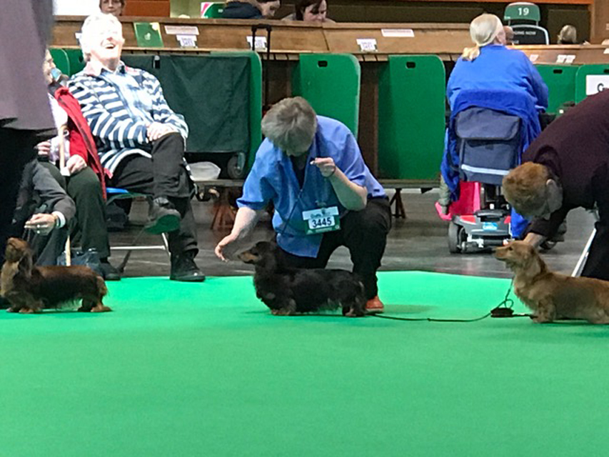 Crufts The World's Largest Dog Show | Events & Competitions