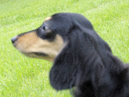 わらび カニンヘン ダックスフンド ブラック＆クリーム 女の子