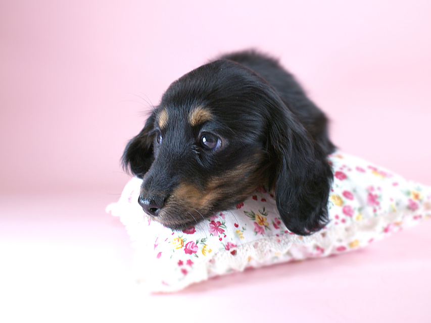 カニヘン　子犬　ブラタン女の子