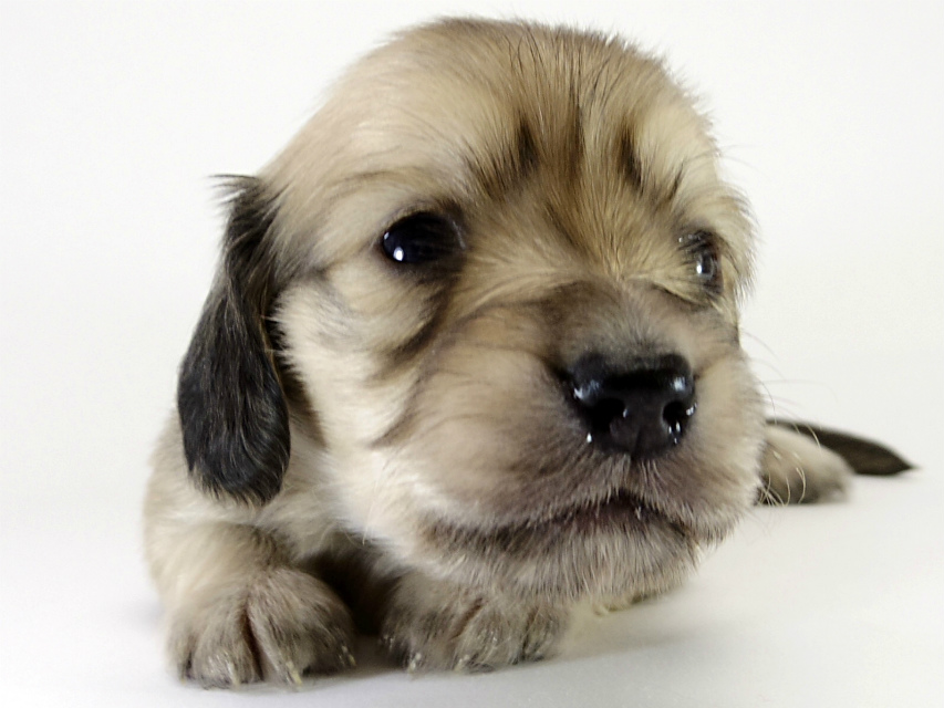 カニンヘン ダックスフンド 子犬 シェーデットクリーム 男の子