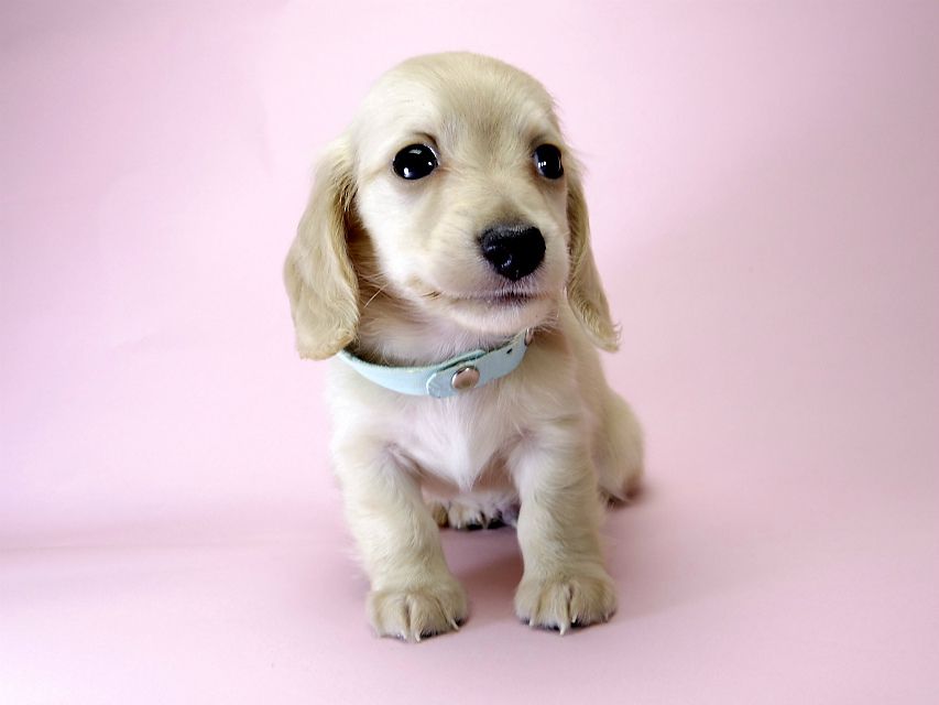 カニンヘン ダックスフンド 子犬 ピュアクリーム 男の子 カニンヘン ダックスフンド 子犬 ピュアクリーム 男の子