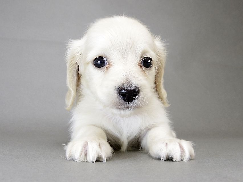 カニンヘン ダックスフンド 子犬 ピュアクリーム 男の子