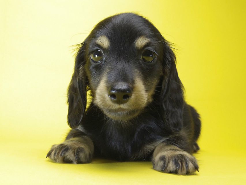 カニンヘン ダックスフンド 子犬 ブラックタン 男の子