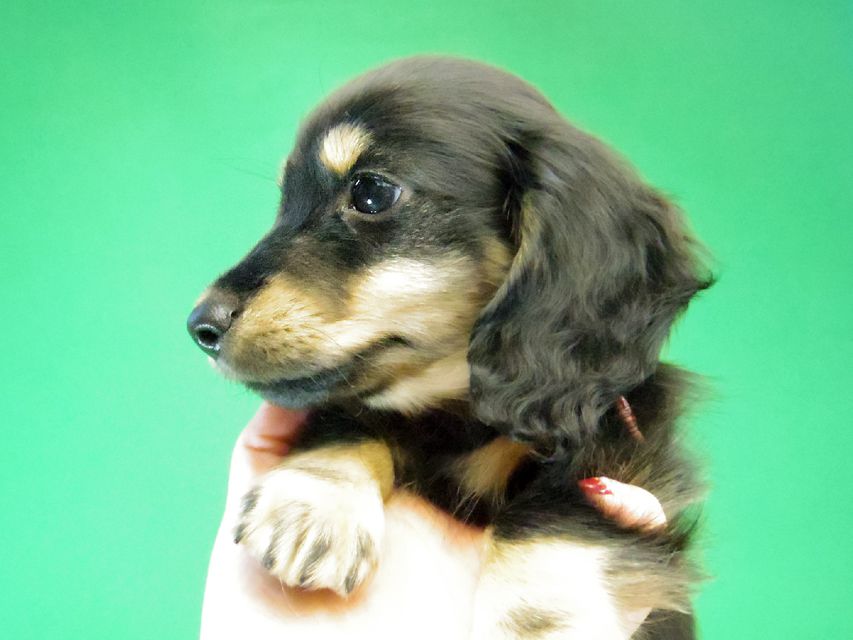 カニンヘン ダックスフンド レイ.s & 武蔵の赤ちゃん