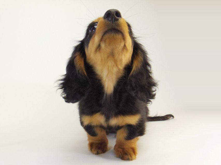 ダックスフンド カニンヘン 小夏.ib & ジムダンディの赤ちゃん009 ダックスフンド カニンヘン 小夏.ib & ジムダンディの赤ちゃん