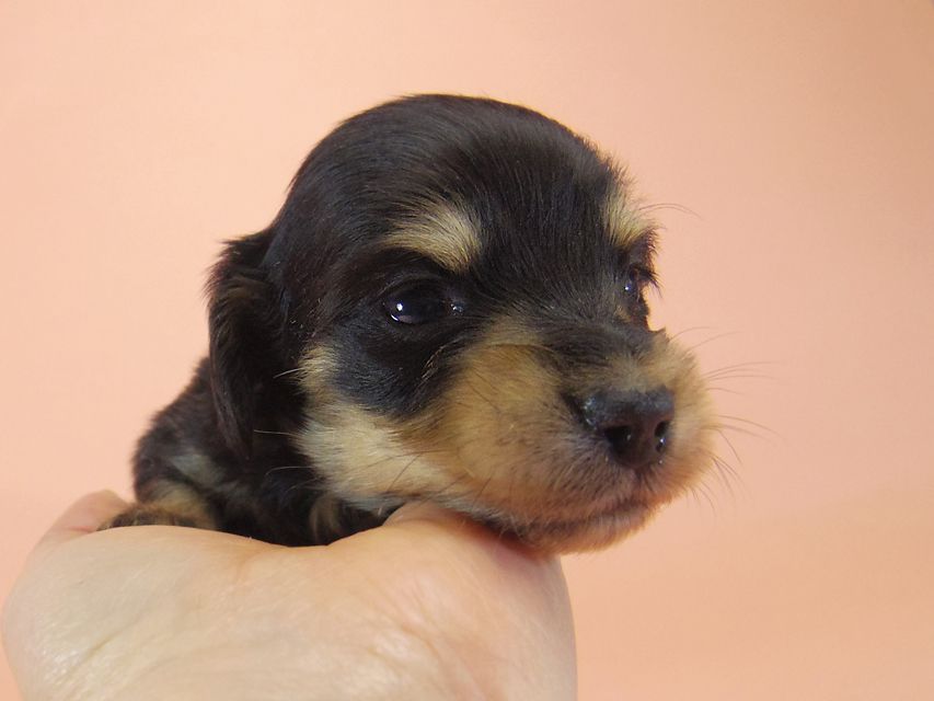 ダックスフンド カニンヘン SHELLY.mi & オスカルの子犬 ブラッククリーム 男の子009 ダックスフンド カニンヘン SHELLY.mi & オスカルの子犬 ブラッククリーム 男の子