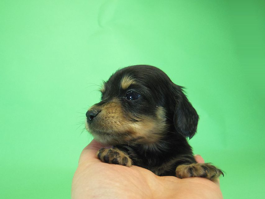 ダックスフンド カニンヘン SHELLY.mi & オスカルの子犬 ブラッククリーム 男の子009 ダックスフンド カニンヘン SHELLY.mi & オスカルの子犬 ブラッククリーム 男の子
