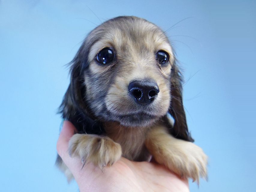 ダックスフンド マンドレ & ジムダンディの子犬 シェーデットクリーム 女の子