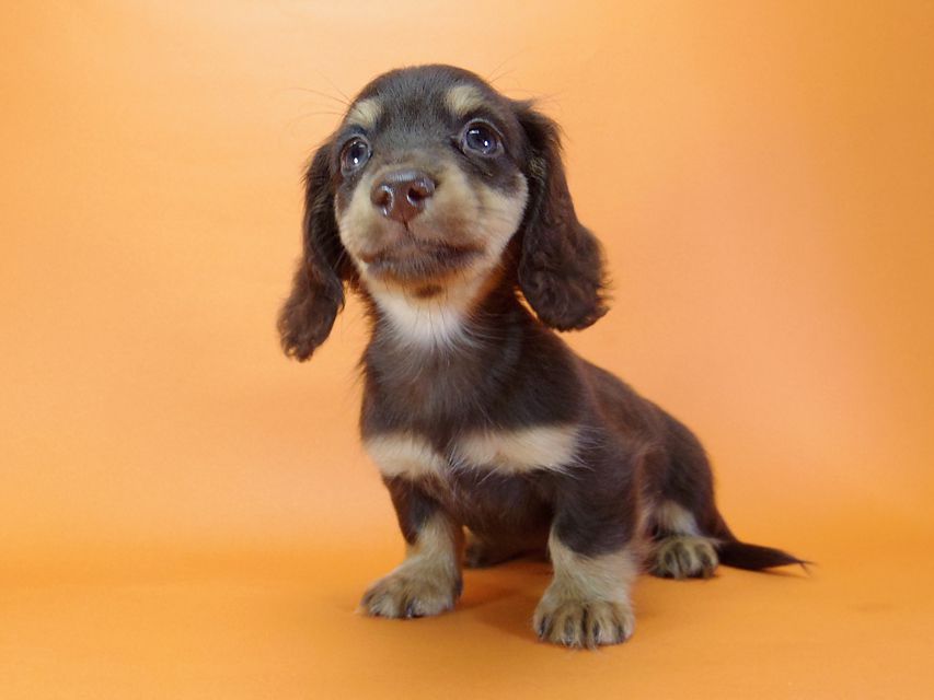 ダックスフンド ピノ & アレックスの赤ちゃん チョコタン 男の子