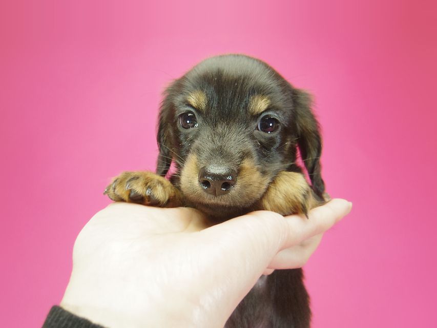 ダックスフンド いちご & ジャンクレールダンディの子犬 ブラックタン 男の子