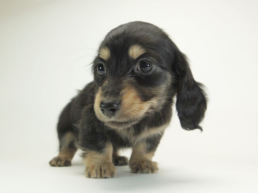 ダックスフンド カニンヘン 月子 & ジャンの子犬 ブラッククリーム 男の子①