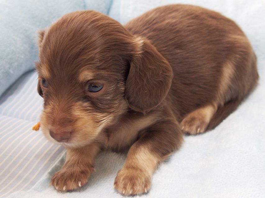 ミニチュアダックスフンド ビビ & 朝日の子犬 チョコクリーム 男の子 お写真初登場