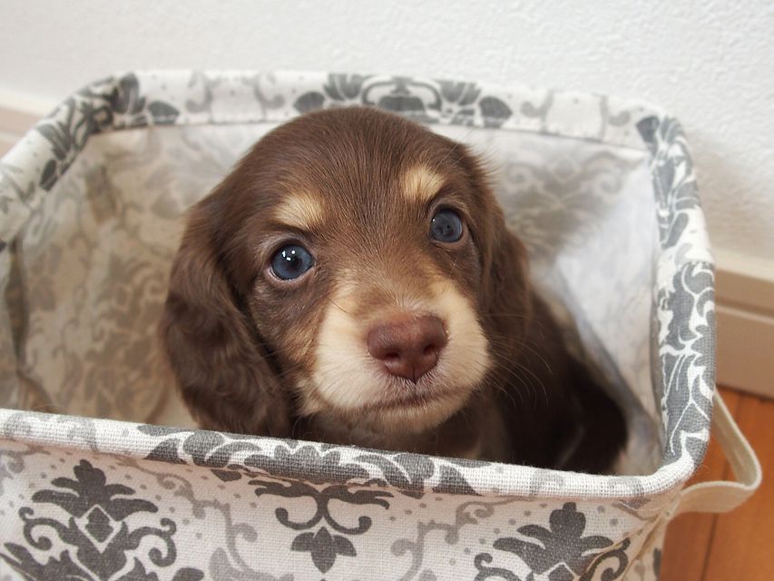ミニチュアダックスフンド ビビ & 朝日の子犬 チョコクリーム 男の子
