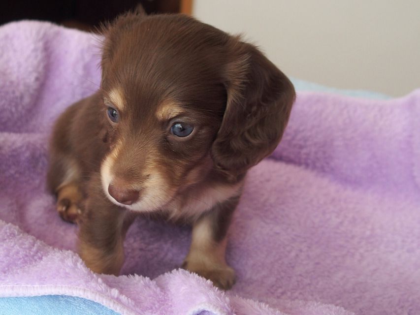 ミニチュアダックスフンド ビビ & 朝日の子犬 チョコクリーム 男の子