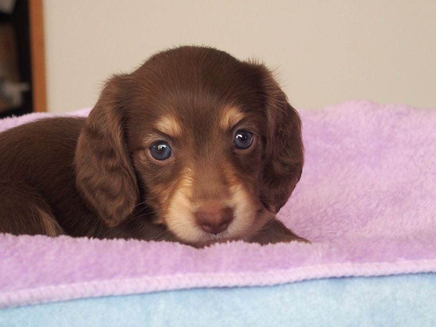ミニチュアダックスフンド ビビ & 朝日の子犬 チョコクリーム 男の子