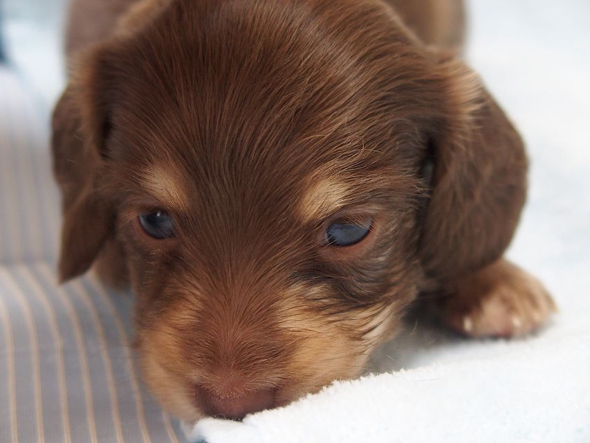 ミニチュアダックスフンド ビビ & 朝日の子犬 チョコクリーム 男の子 お写真初登場