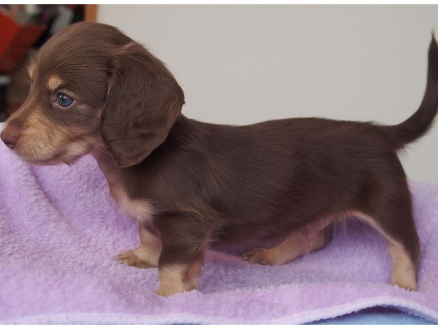 ミニチュアダックスフンド ビビ & 朝日の子犬 チョコクリーム 男の子