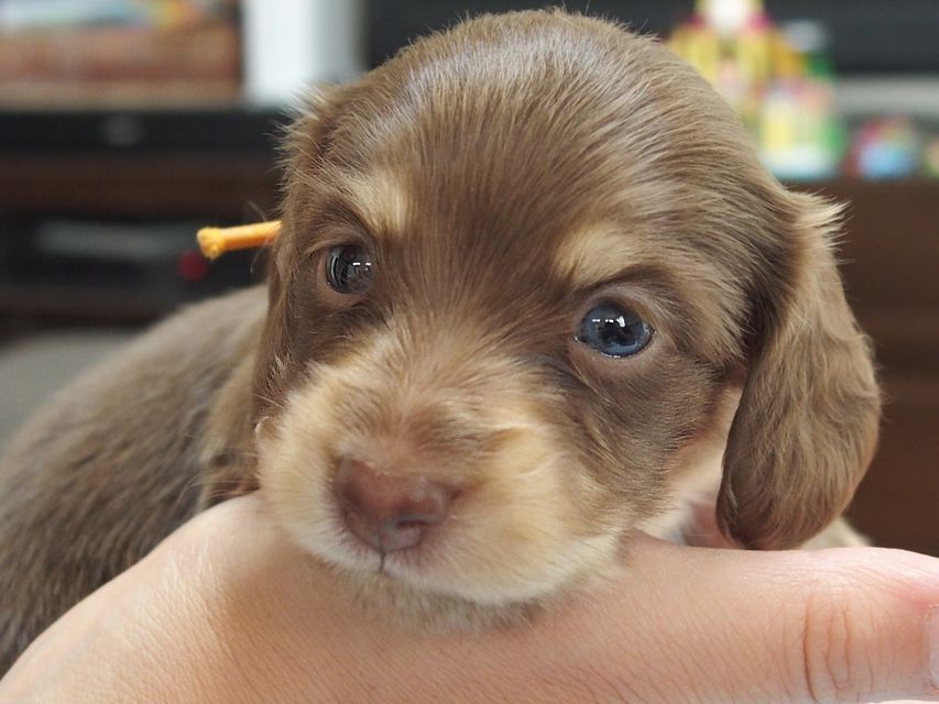 ミニチュアダックスフンド ビビ & 朝日の子犬 チョコクリーム 男の子 お写真初登場