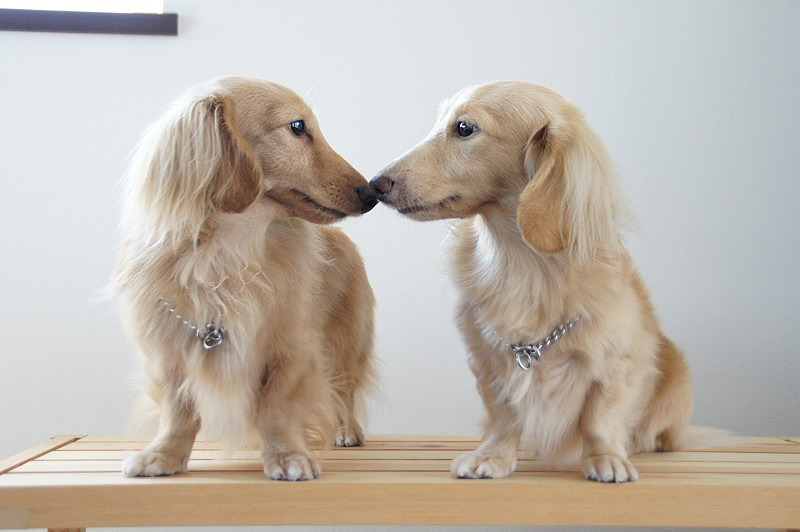 グランプリ　フジフォト大賞