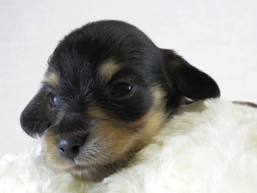 カニヘン　子犬　ブラクリ男の子