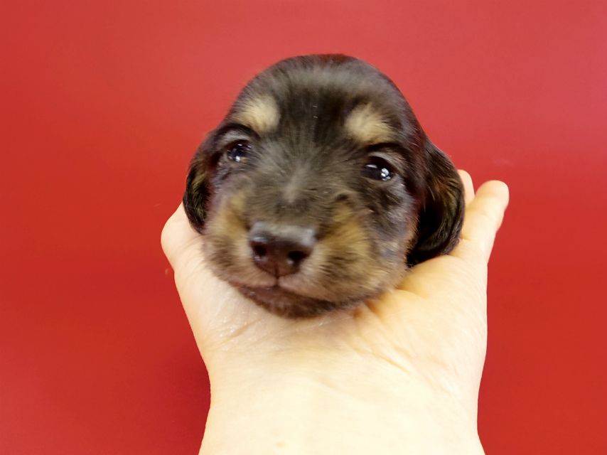 カニヘンダックス　子犬　ブラクリ男の子