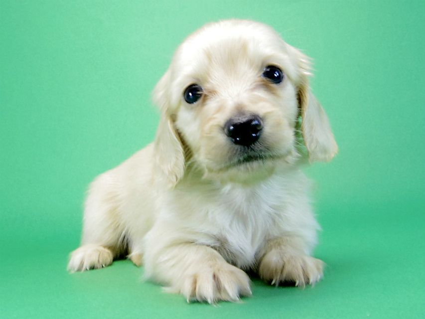 カニヘンダックス 子犬 クリーム男の子 カニヘンダックス 子犬 クリーム男の子