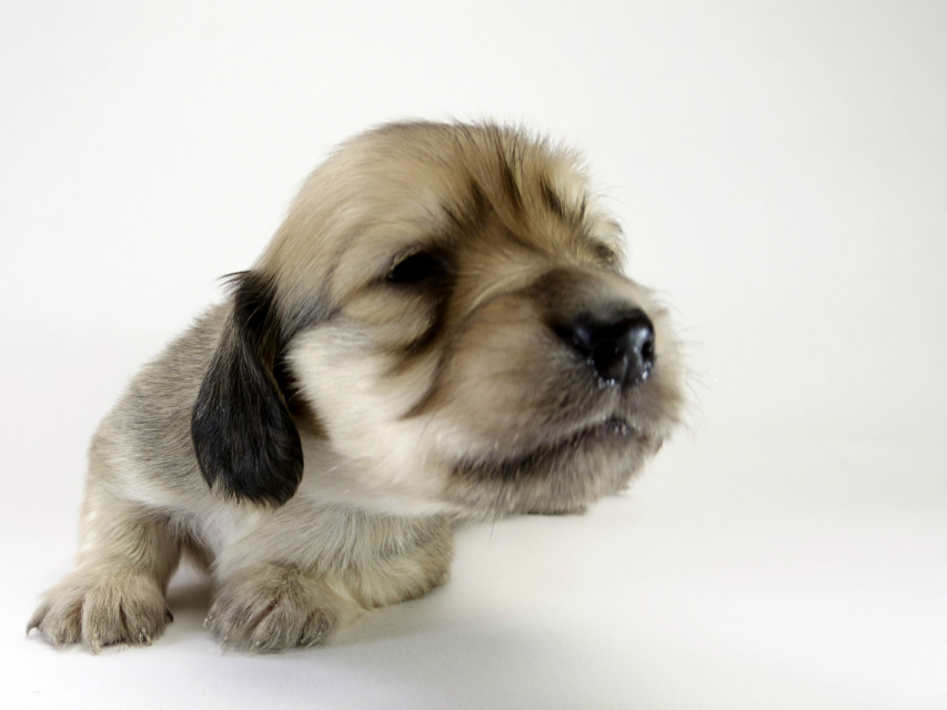 カニンヘン ダックスフンド 子犬 シェーデットクリーム 男の子