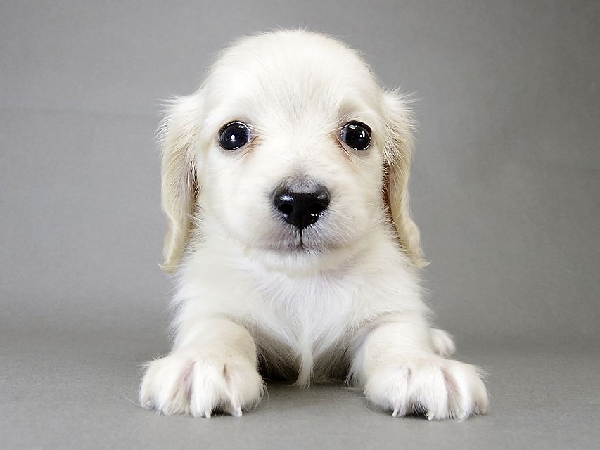 カニンヘン ダックスフンド 子犬 ピュアクリーム 男の子