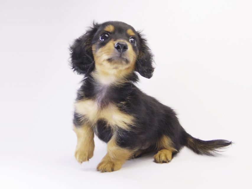 カニンヘン ダックスフンド コラムと武蔵の赤ちゃん ブラックタン男の子 カニンヘン ダックスフンド コラムと武蔵の赤ちゃん ブラックタン男の子