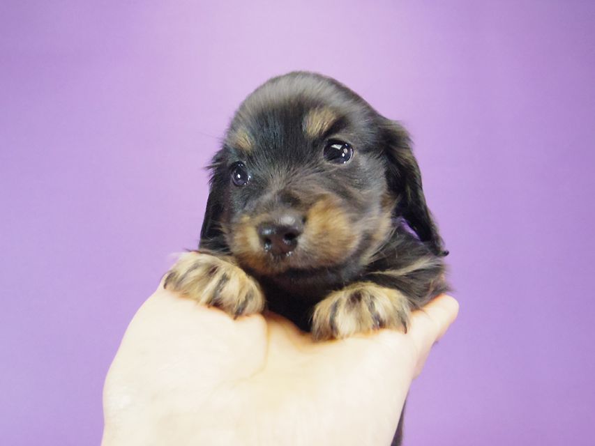 カニンヘン ダックスフンド レイ.s & 武蔵の子犬 ブラッククリーム 男の子