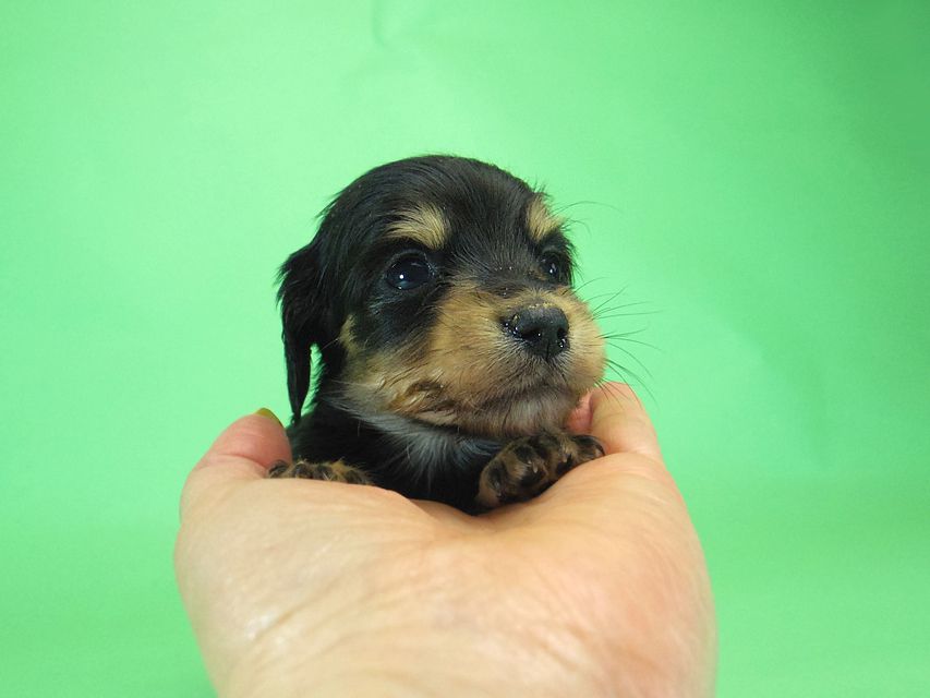 ダックスフンド カニンヘン SHELLY.mi & オスカルの子犬 ブラッククリーム 男の子010 ダックスフンド カニンヘン SHELLY.mi & オスカルの子犬 ブラッククリーム 男の子