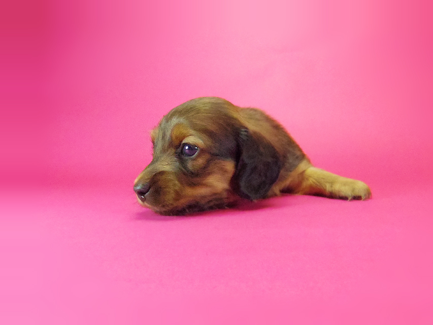 ダックスフンド クレア & ジムダンディの子犬 シェーデットレッド 男の子