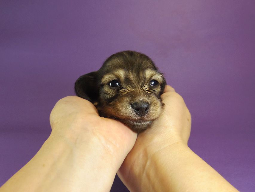 010 ダックスフンド なると & ジムダンディの赤ちゃん シェーデットクリーム 男の子 お写真初登場